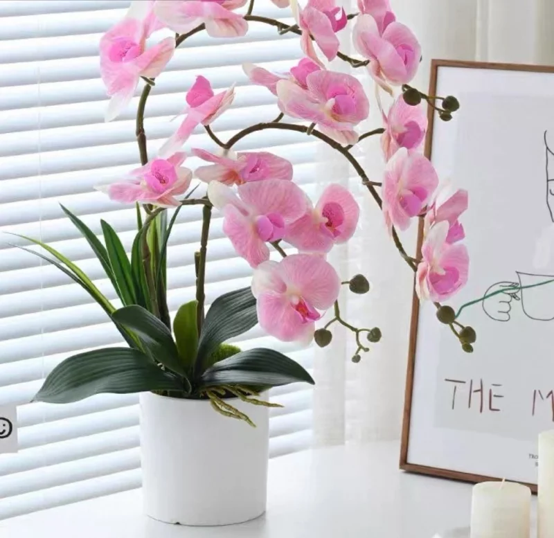 Collection Prospérité – Orchidées roses