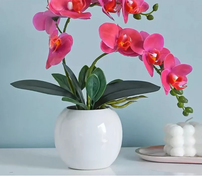 Orchidées de couleur variée – Pot blanc