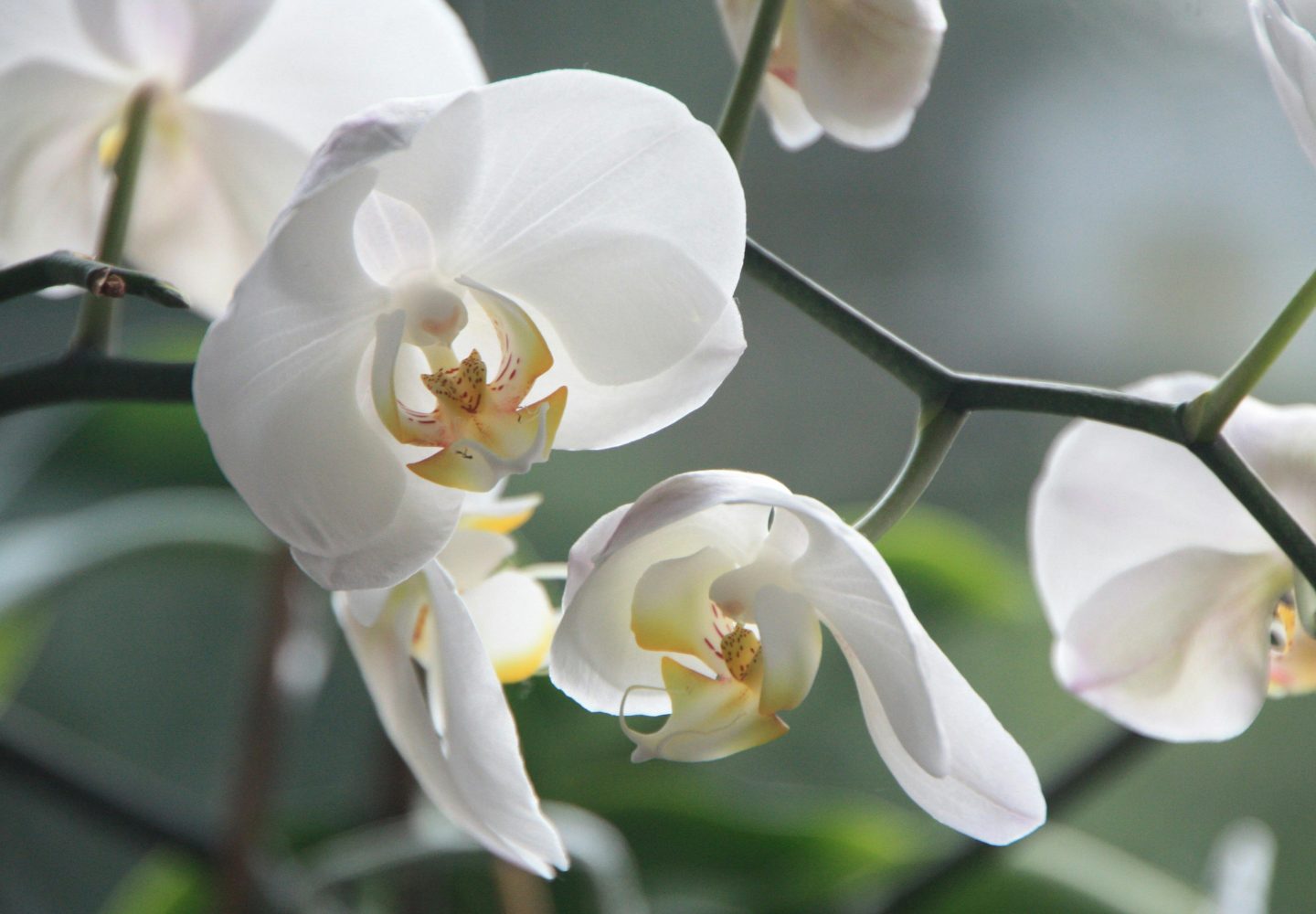 Orchidées blanches