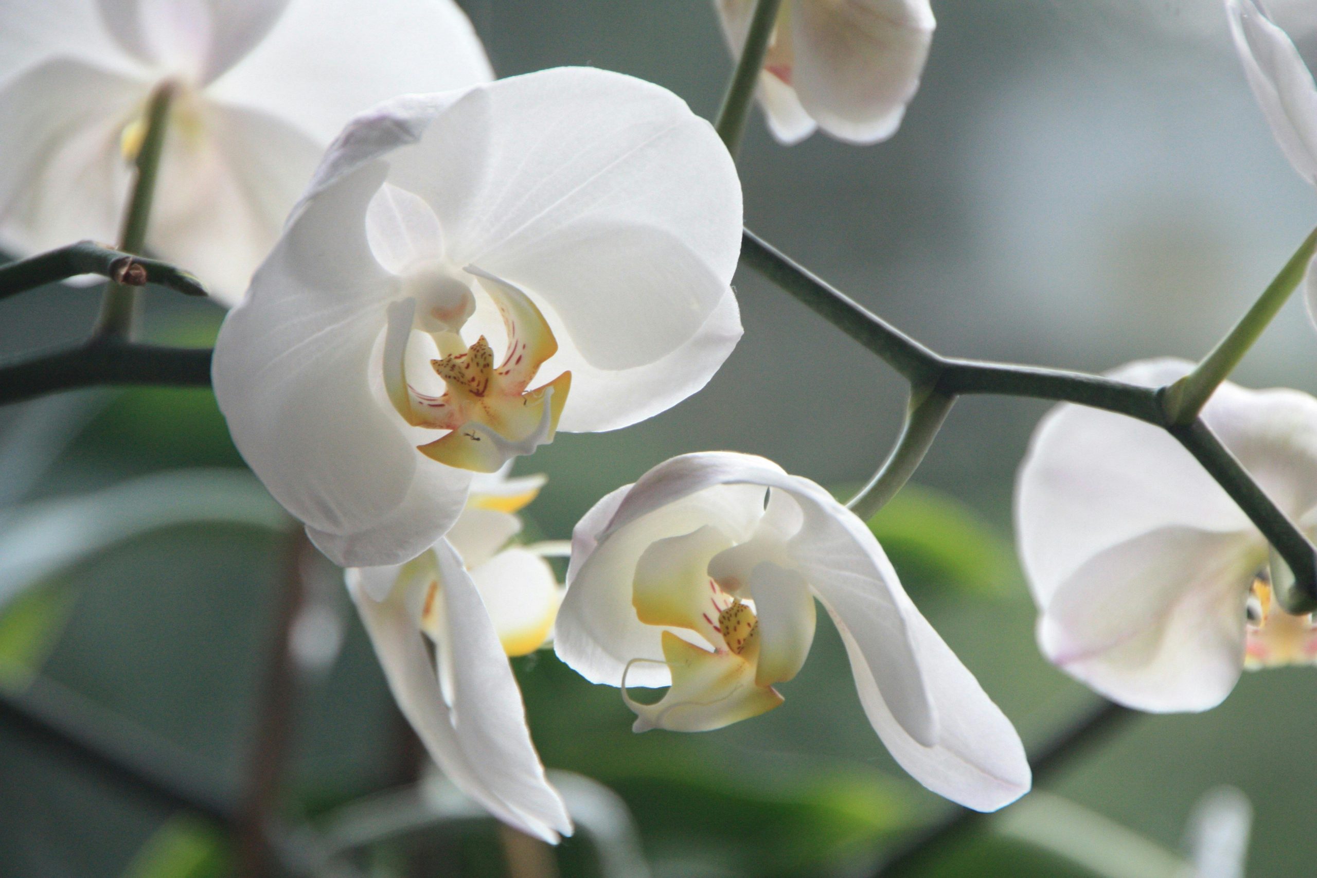 Orchidées blanches