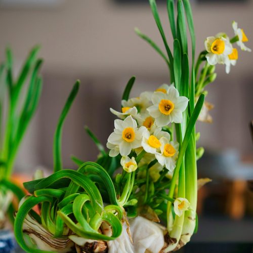 Le Printemps dans Votre Intérieur : Renouveler Votre Décoration avec les Compositions de la Saison