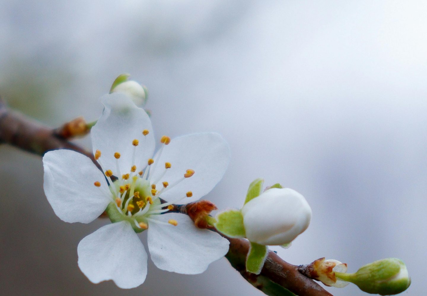 Fleurs