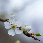 Ambiance Printanière : Comment Renouveler Sa Déco avec des Compositions Durables
