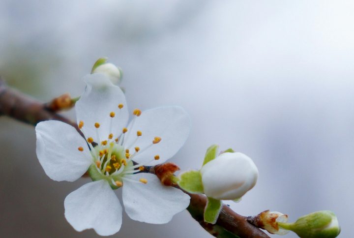 Fleurs