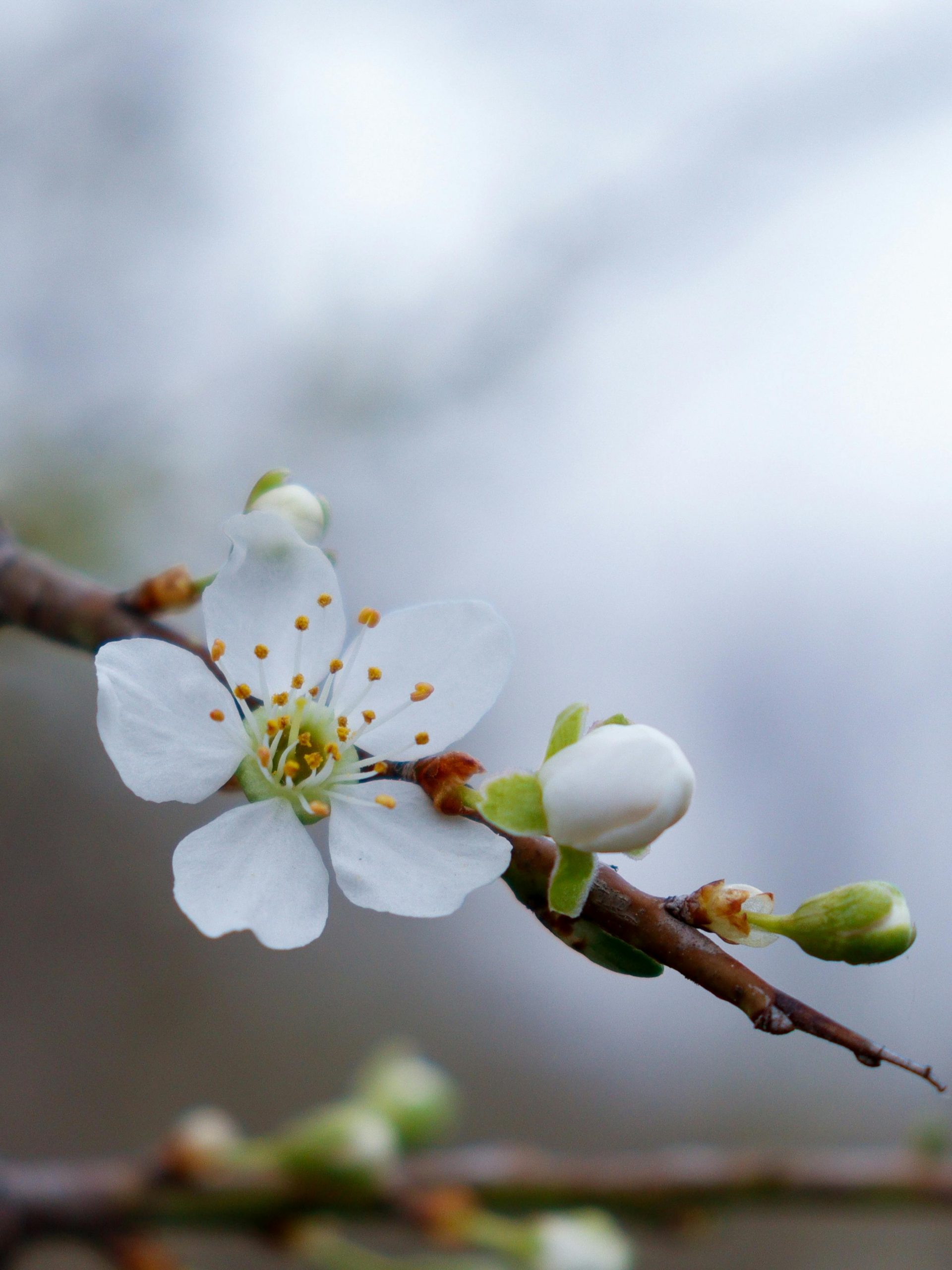 Fleurs