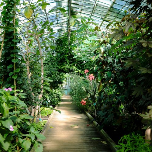 Coup de Cœur Jardin : Le Parc Floral de Paris, une Source d’Inspiration Botanique