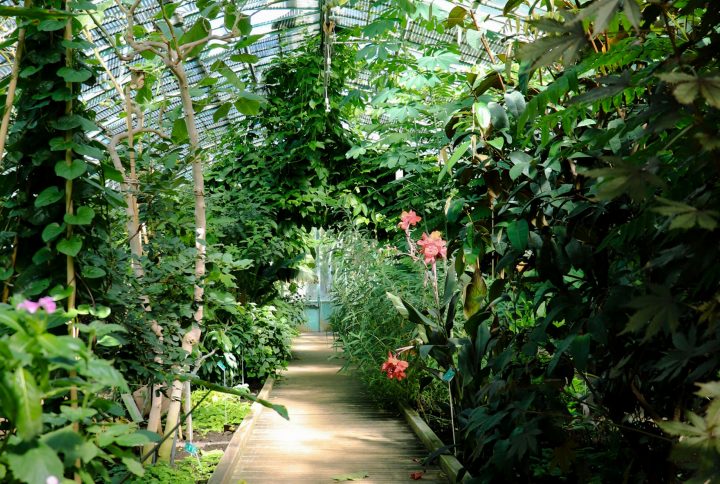 jardin-botanique
